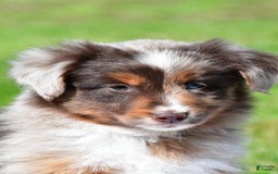 Miniature Australian Shepherd dogs for sale: Neal - Image 10