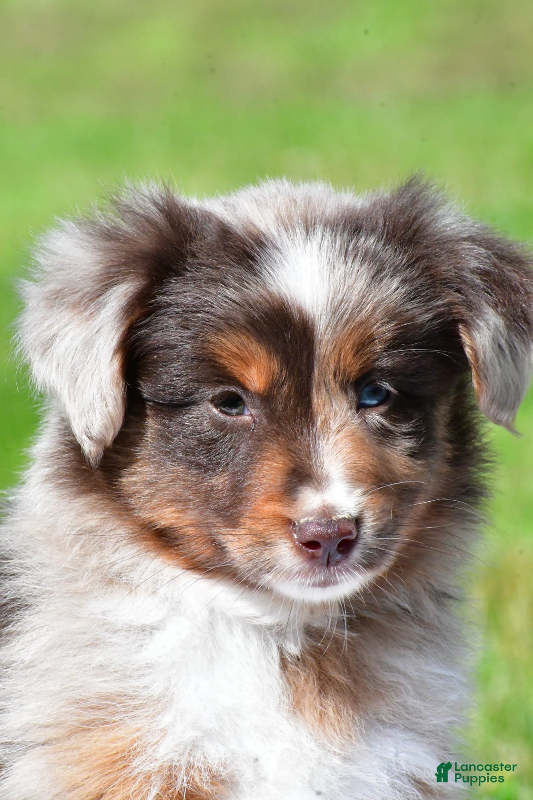 Miniature Australian Shepherd dogs for sale: Neal - Image 10