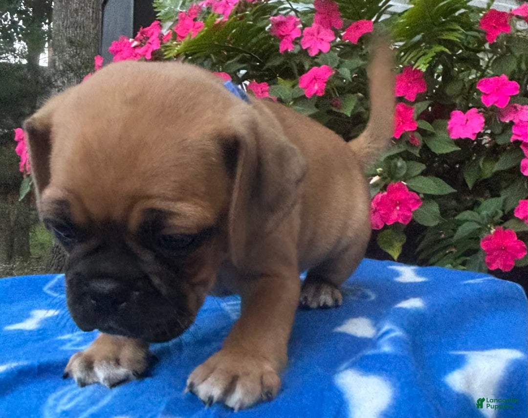 Puggle dogs for sale: Eddy - Image 6