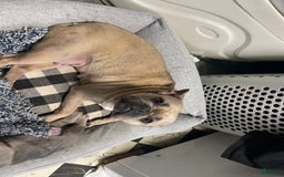 French Bulldog dogs for sale: Wendy - Image 6