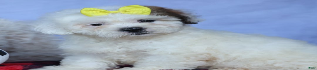 Cooper