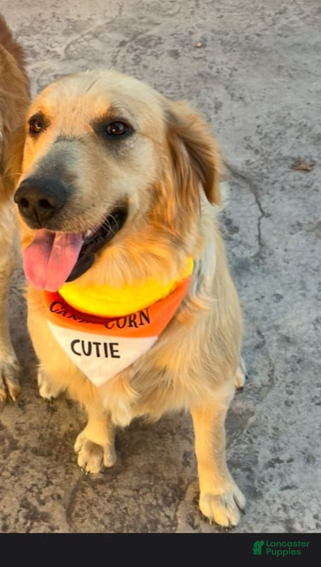 Golden Retriever dogs for sale: Dark Green - Image 2