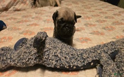 Pug dogs for sale: Dwight - Image 10