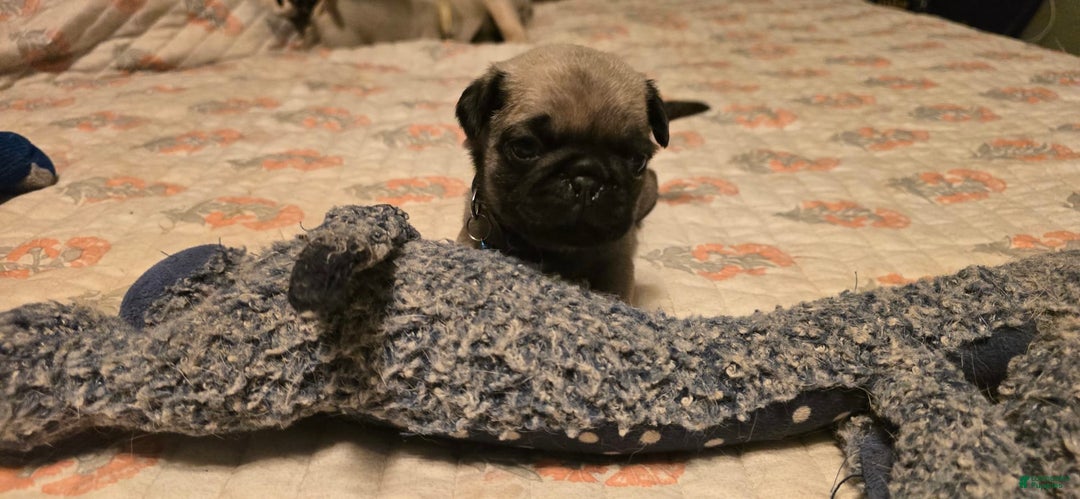 Pug dogs for sale: Dwight - Image 10