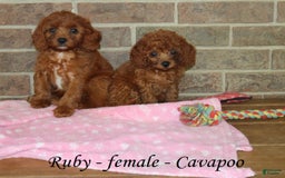 Cavapoo dogs for sale: Ruby - Image 6