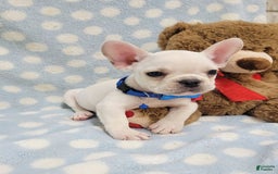 French Bulldog dogs for sale: Fido - Image 22