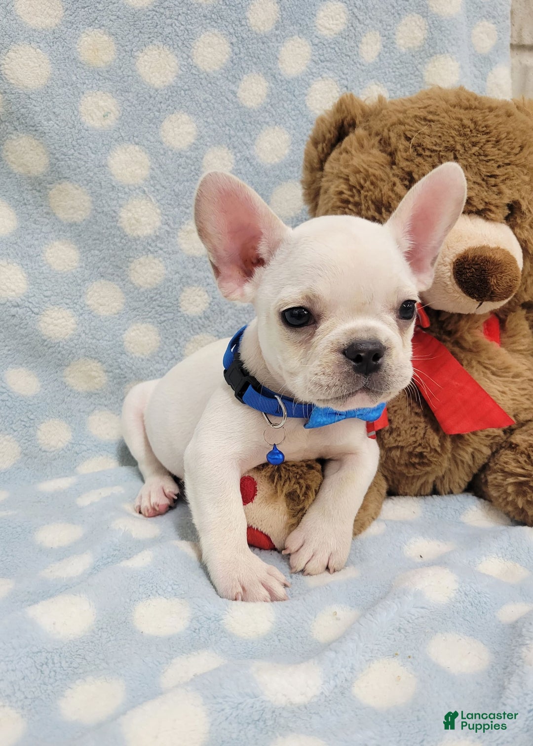 French Bulldog dogs for sale: Fido - Image 22