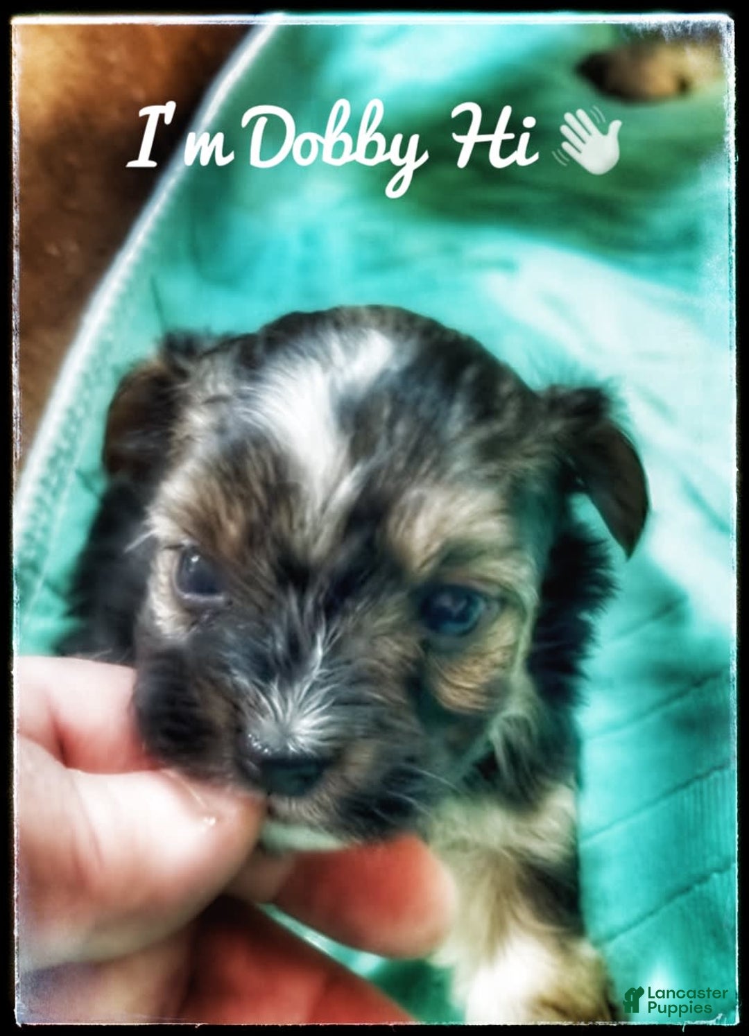 Yorkshire Terrier dogs for sale: Dobby - Image 1