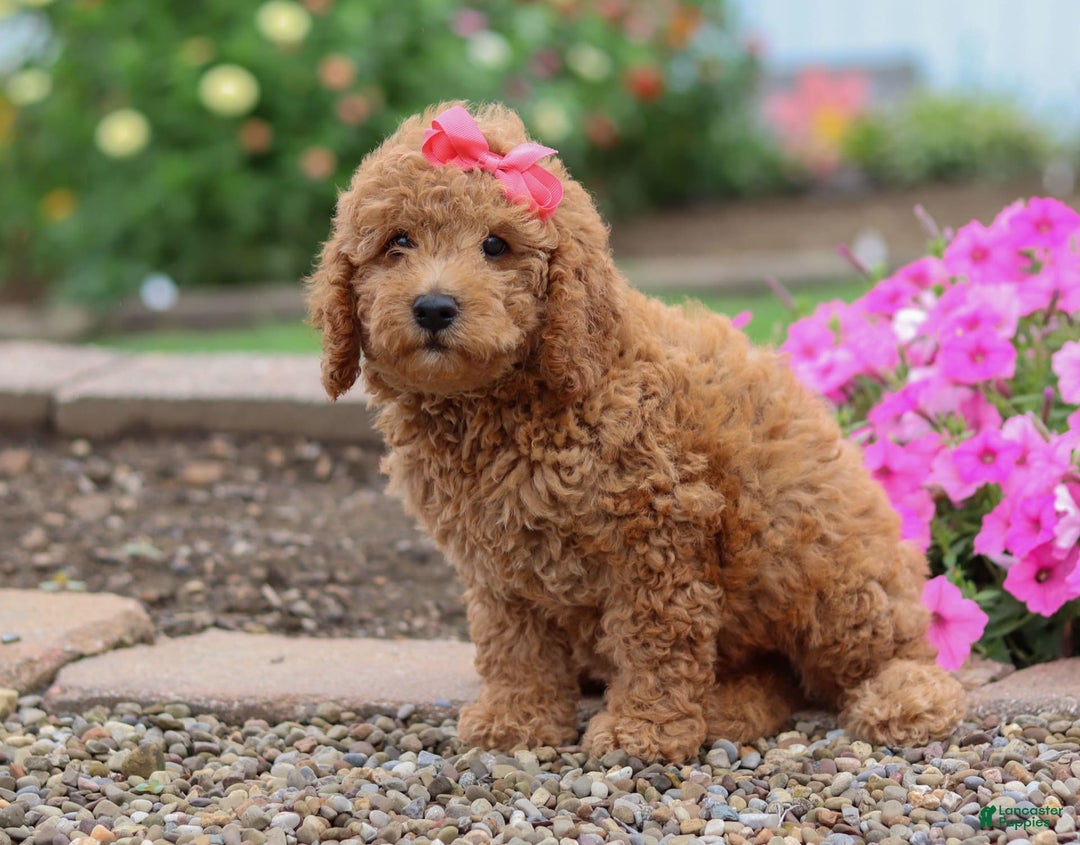 Mini Goldendoodle dogs for sale: Marble - Image 4