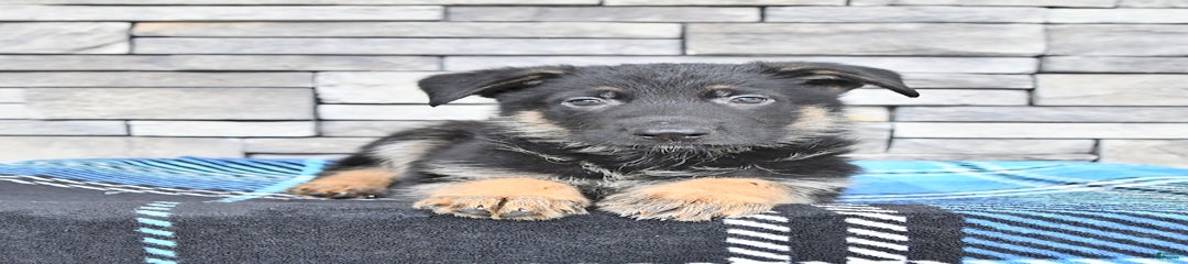 Smokey