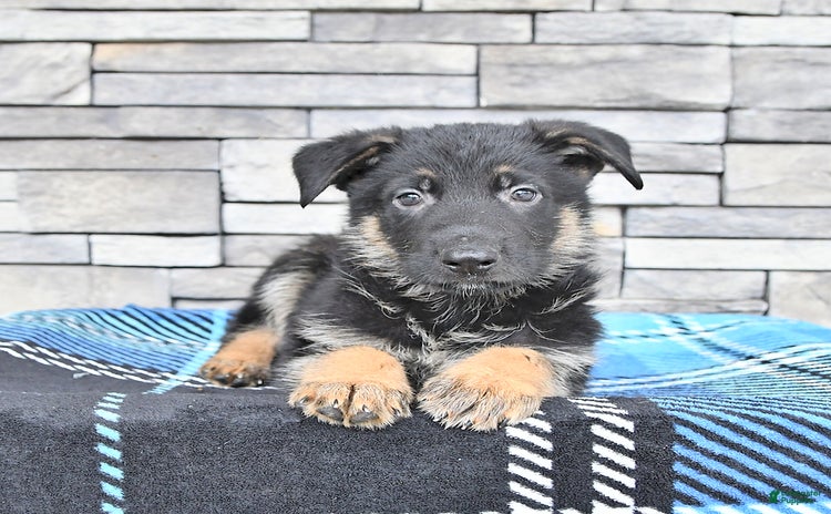 German Shepherd dogs for sale - Ad 4