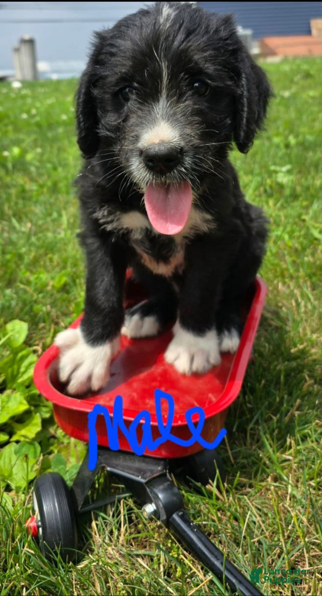 Goldendoodle dogs for sale: Goldendoodle 7 puppies - Image 5