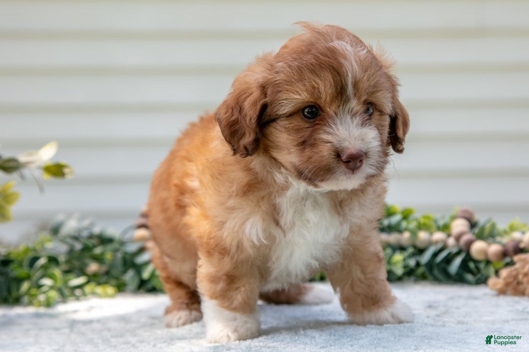 Mini Aussiedoodle dogs for sale: Rory - Image 4