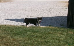Pomsky dogs for sale: Sammy - Image 10