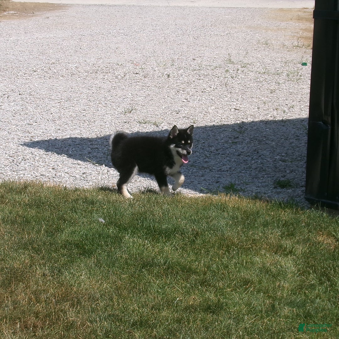 Pomsky dogs for sale: Sammy - Image 10