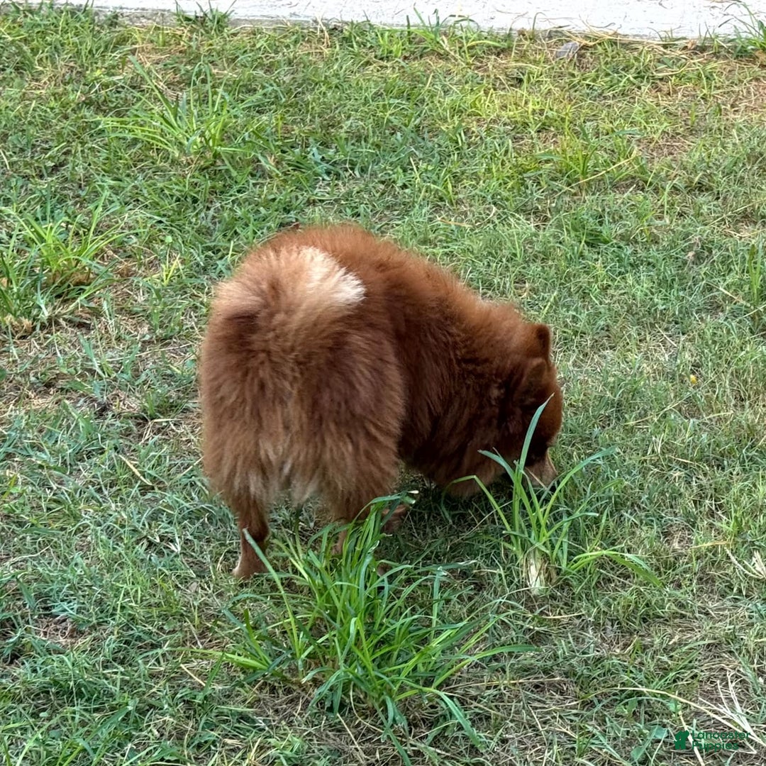 Pomeranian dogs for sale: Winston - Image 22