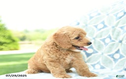 Cockapoo dogs for sale: Blueberry - Image 3