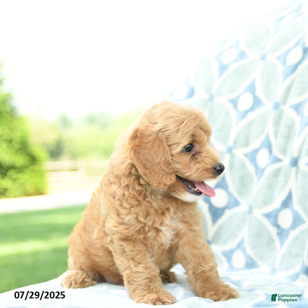 Cockapoo dogs for sale: Blueberry - Image 3