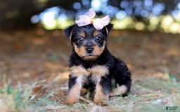 Yorkshire Terrier dogs for sale: Holly - Image 1