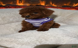 Toy Poodle dogs for sale: Toy Poodle 3 puppies - Image 1