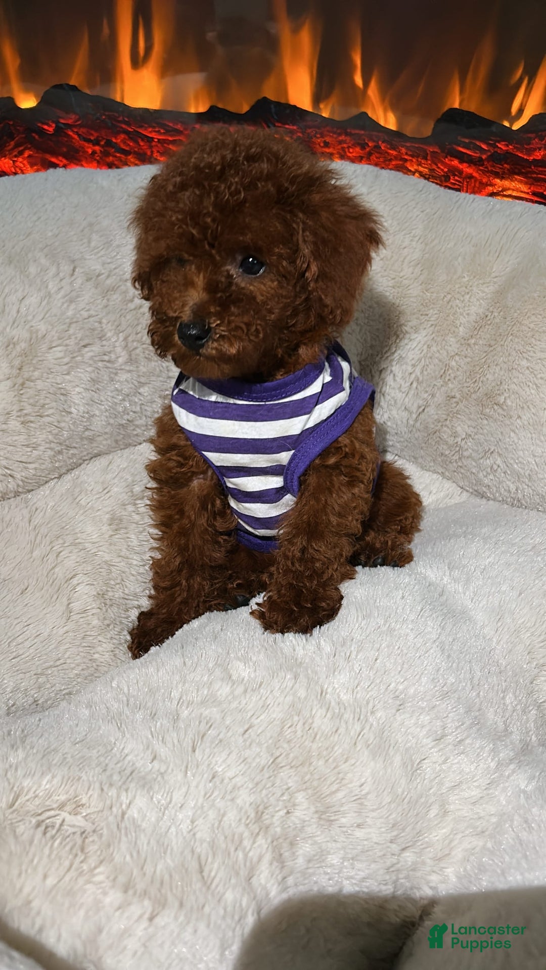 Toy Poodle dogs for sale: Toy Poodle 3 puppies - Image 1