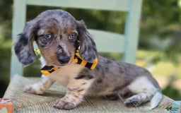 Miniature Dachshund dogs for sale: Trigger - Image 9