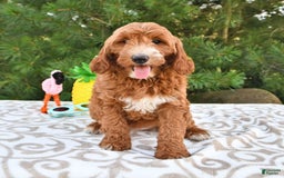Mini Goldendoodle dogs for sale: Dixie - Image 23