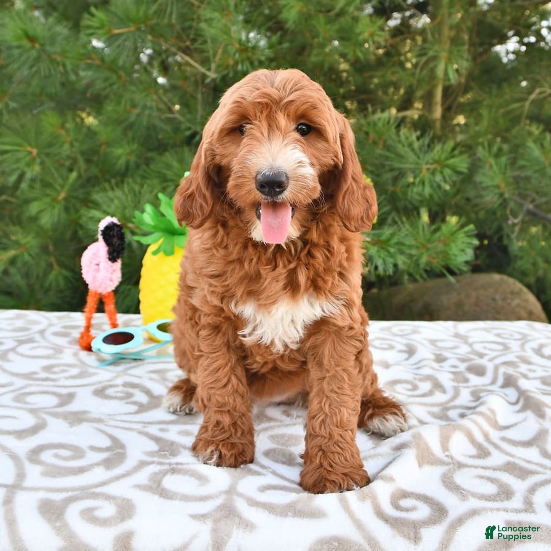Mini Goldendoodle dogs for sale: Dixie - Image 23