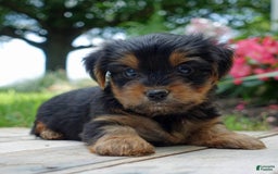 Yorkshire Terrier dogs for sale: Chaz - Image 4