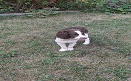 English Springer Spaniel dogs for sale: Budweiser - Image 1