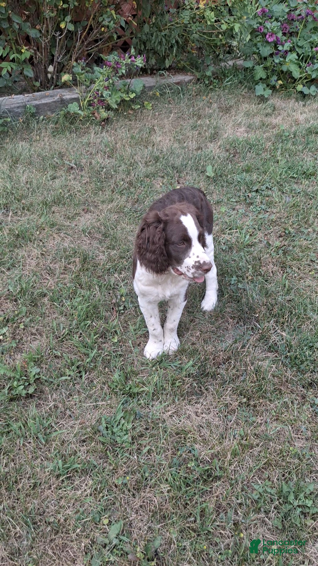 English Springer Spaniel dogs for sale: Budweiser - Image 1
