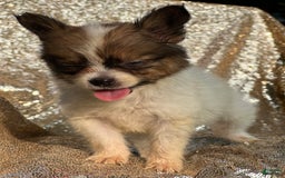Papillon dogs for sale: Flash - Image 6