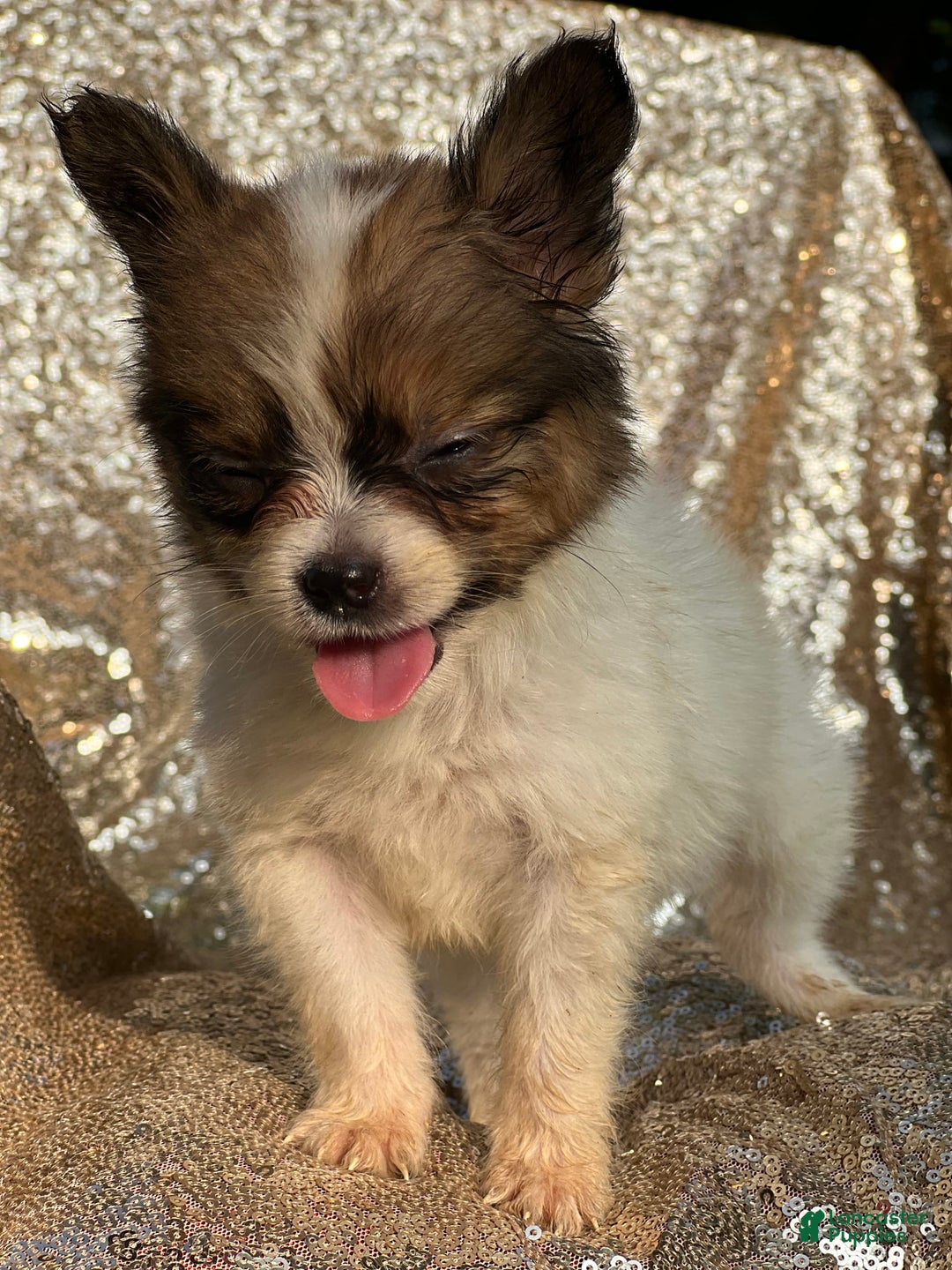 Papillon dogs for sale: Flash - Image 6