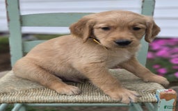 Golden Retriever dogs for sale: Sparky - Image 2