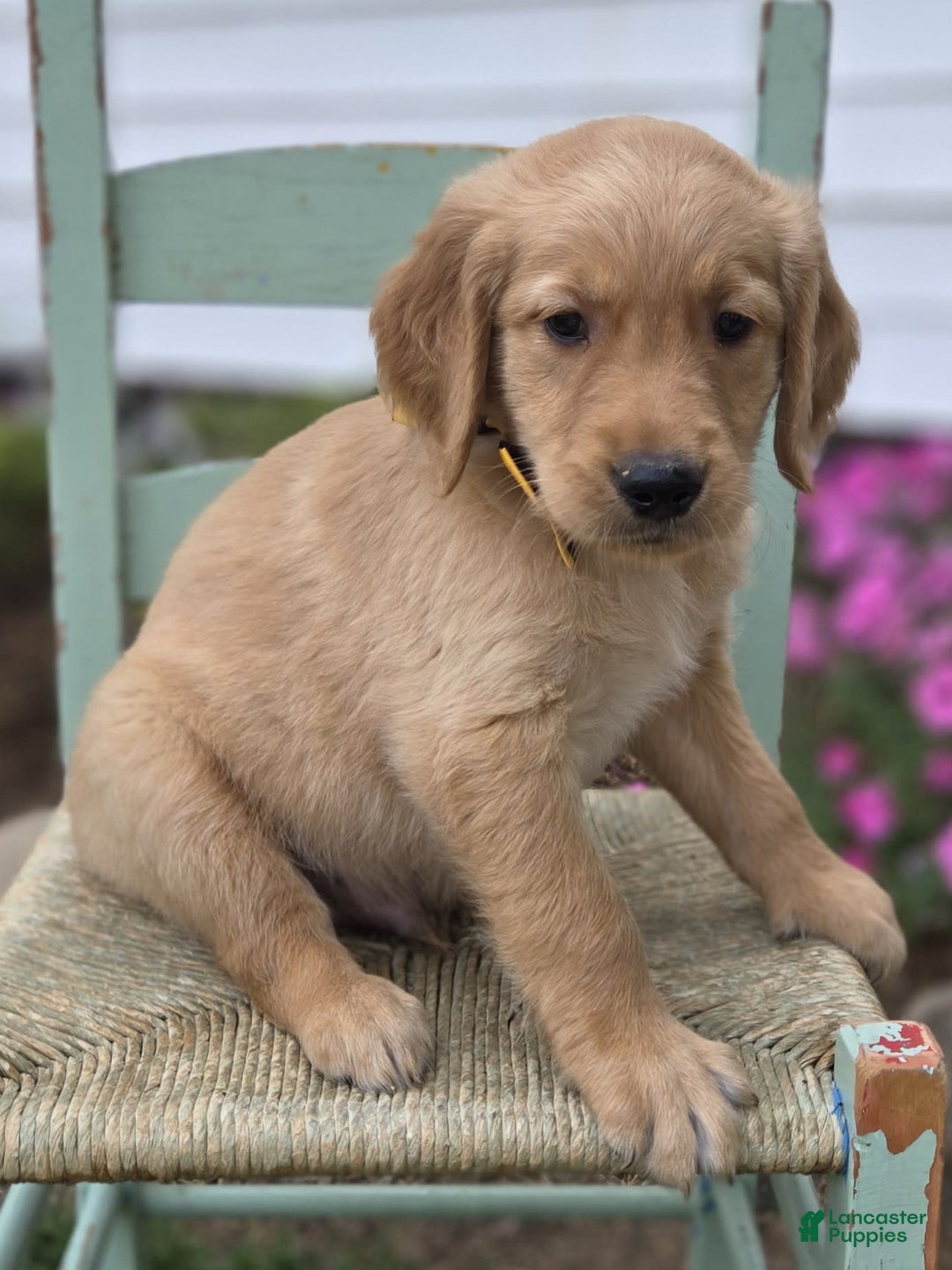Golden Retriever dogs for sale: Sparky - Image 2