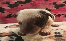 Border Collie dogs for sale: Justi - Image 10