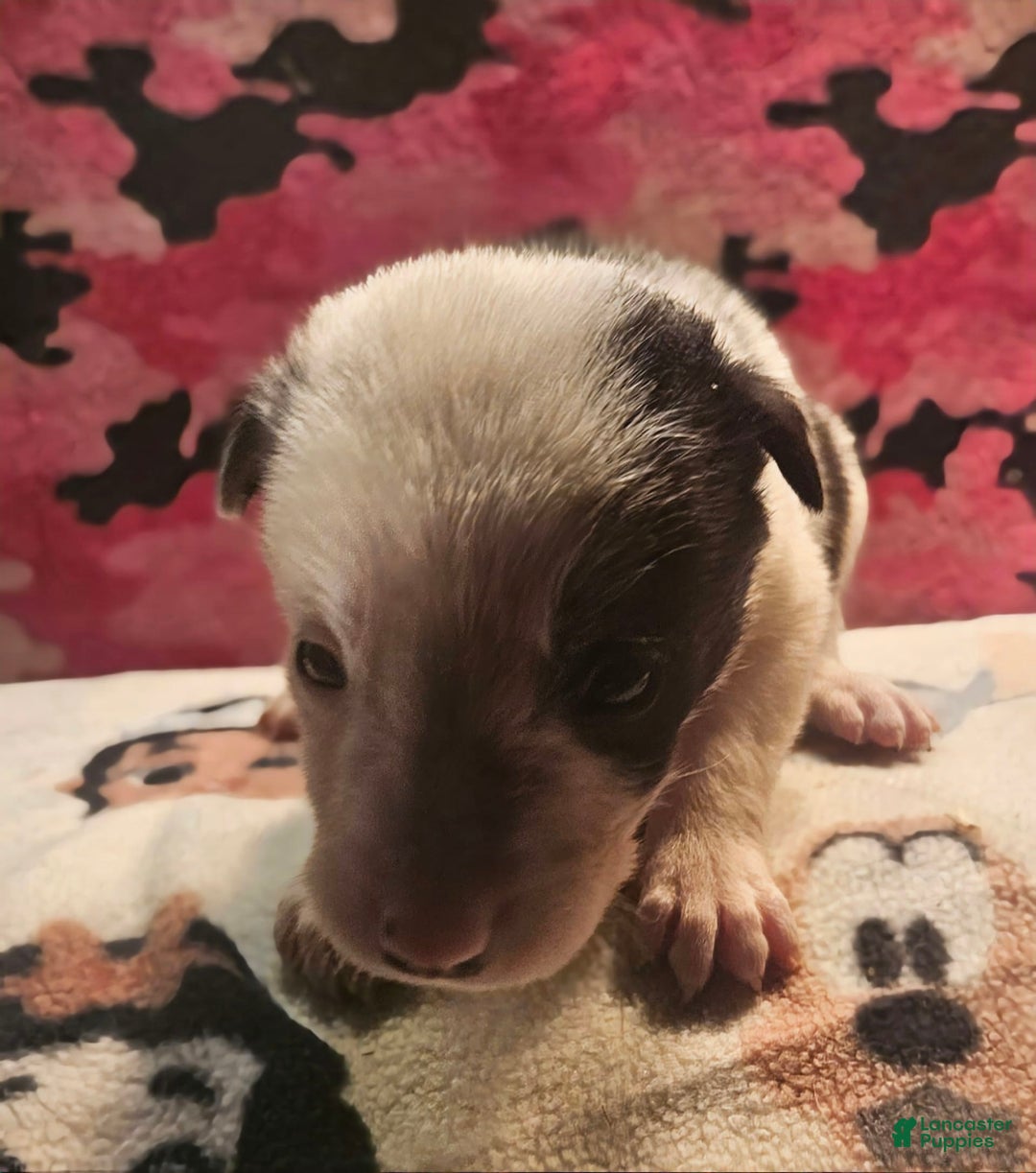 Border Collie dogs for sale: Justi - Image 10