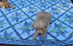 Golden Retriever dogs for sale: SHELLY - Image 14