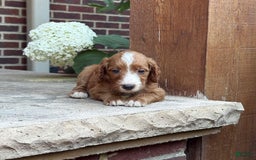 Goldendoodle dogs for sale: Ginger - Image 9