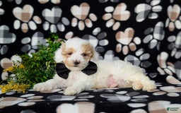 Miniature Poodle dogs for sale: Hartman - Image 4