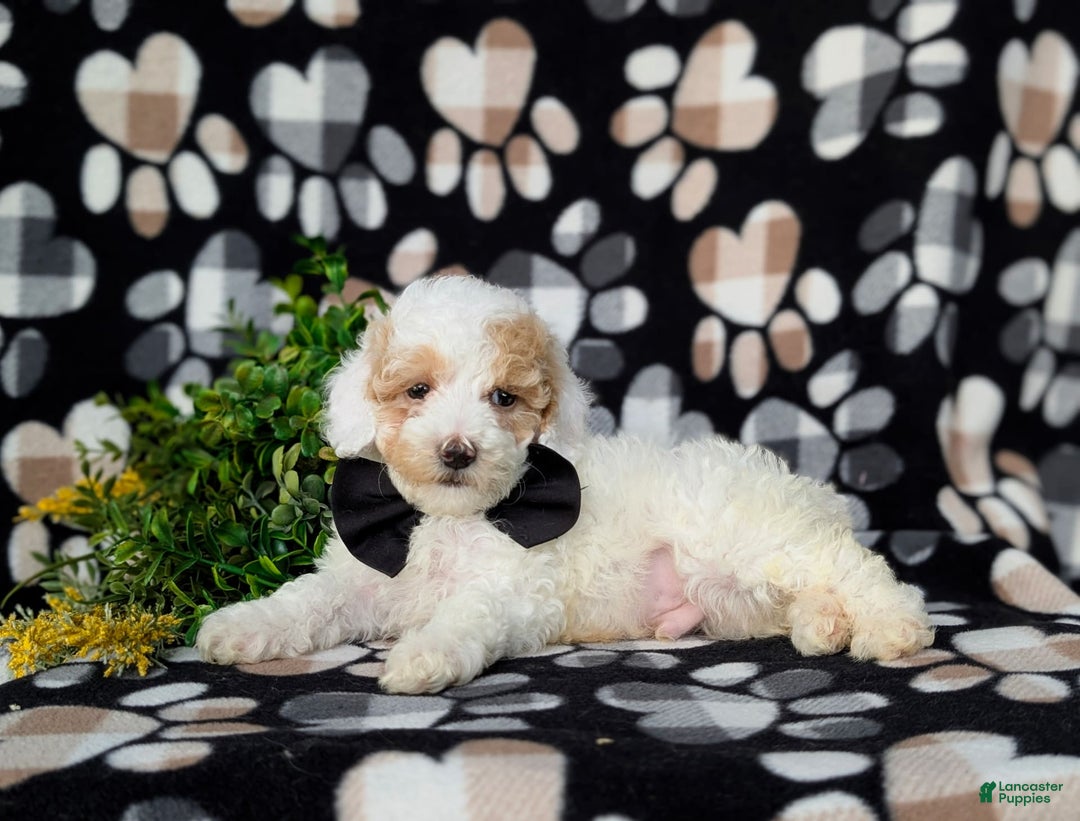 Miniature Poodle dogs for sale: Hartman - Image 4