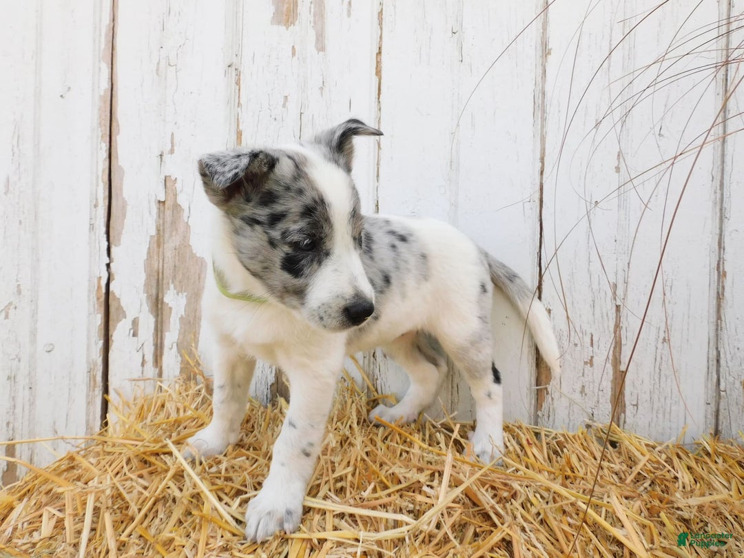 Australian Cattle Dog dogs for sale: Oreo - Image 6