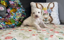 Miniature Poodle dogs for sale: Zella - Image 6