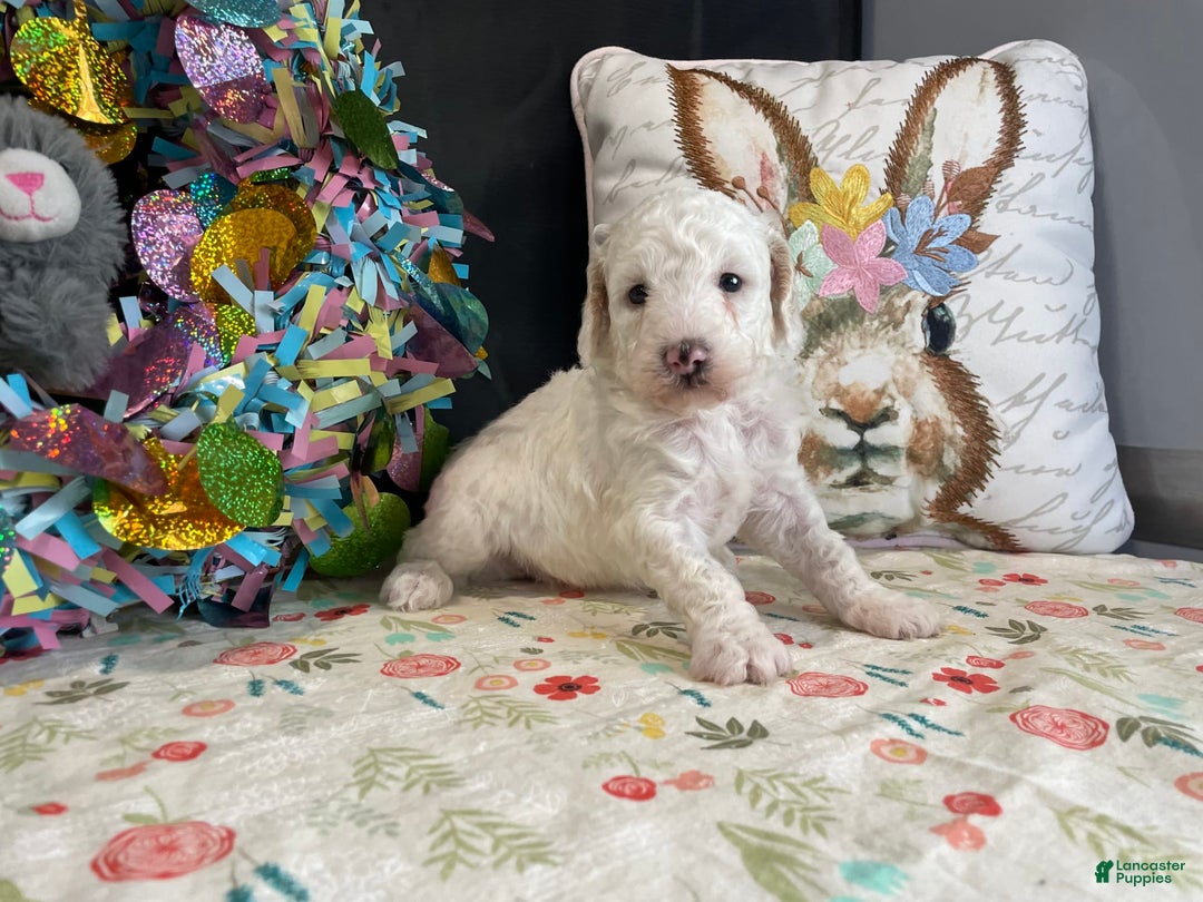 Miniature Poodle dogs for sale: Zella - Image 6