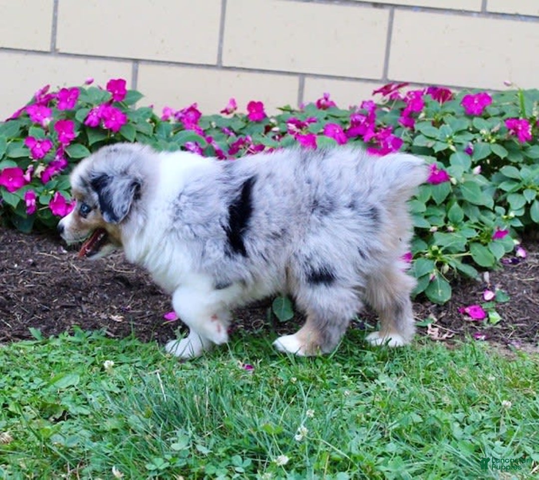Miniature Australian Shepherd dogs for sale: Ottis - Image 3
