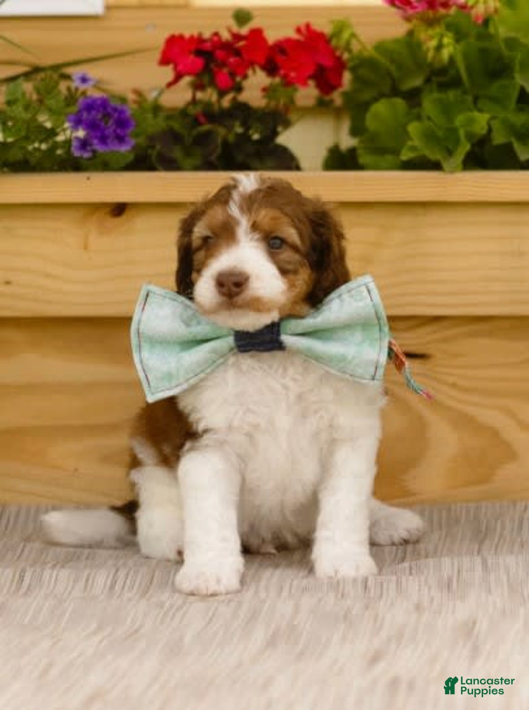 Bernedoodle dogs for sale: Ryder - Image 6