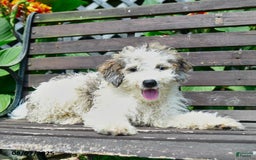 Mini Bernedoodle dogs for sale: Oscar - Image 7
