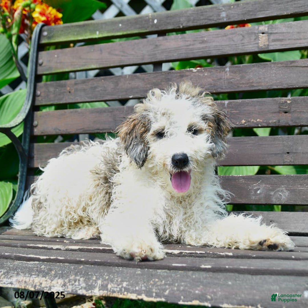 Mini Bernedoodle dogs for sale: Oscar - Image 7
