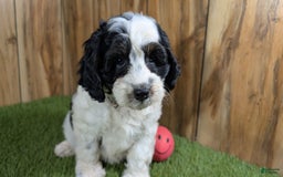 Cavapoo dogs for sale: Missy Girl 2 - Image 8
