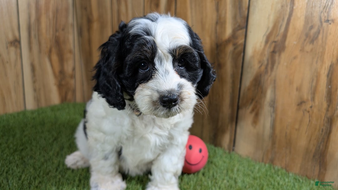 Cavapoo dogs for sale: Missy Girl 2 - Image 8